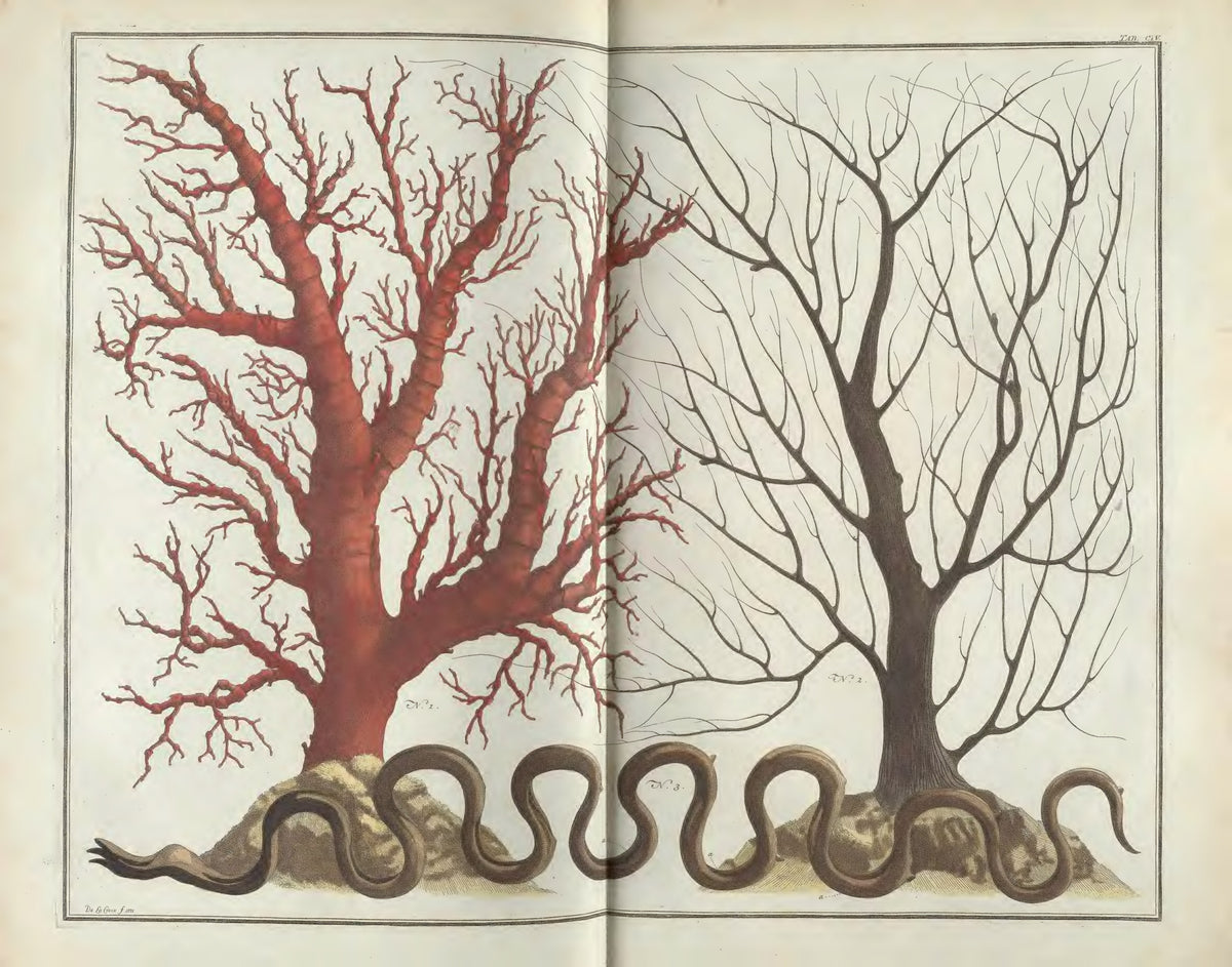 Cabinet of Natural Curiosities: Selected Plates from the Thesaurus by Albertus Seba