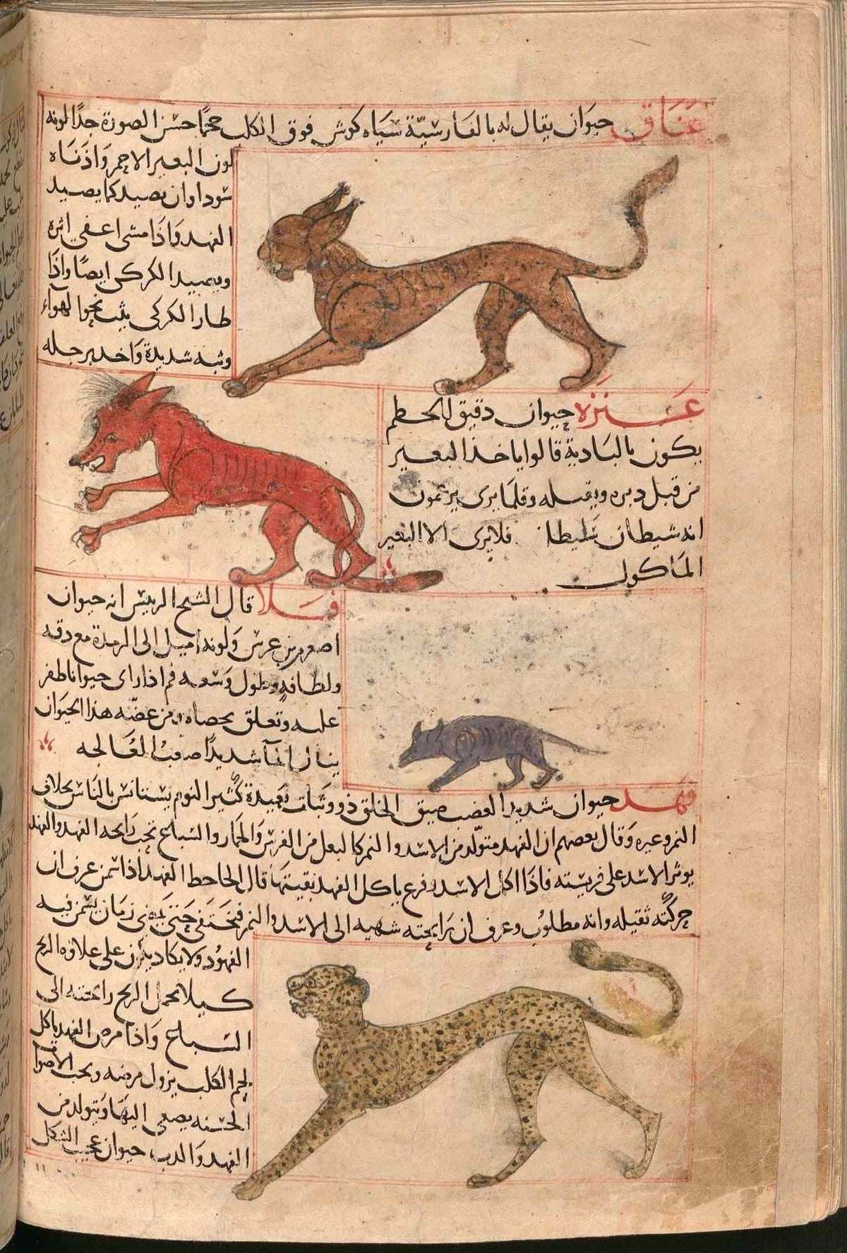 رسوم الحيوانات من مخطوطة عجائب المخلوقات