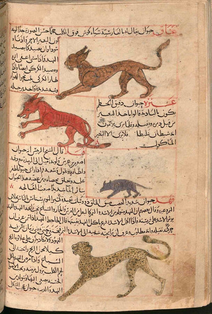 رسوم الحيوانات من مخطوطة عجائب المخلوقات