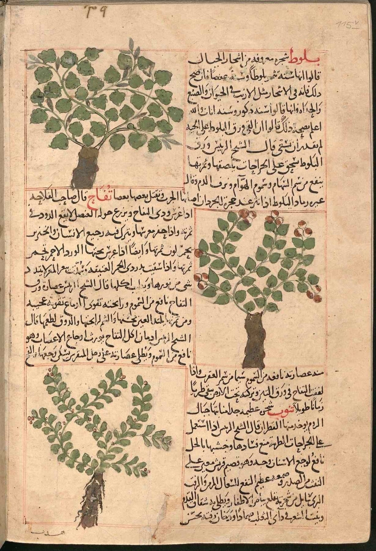 رسوم النباتات من مخطوطة عجائب المخلوقات