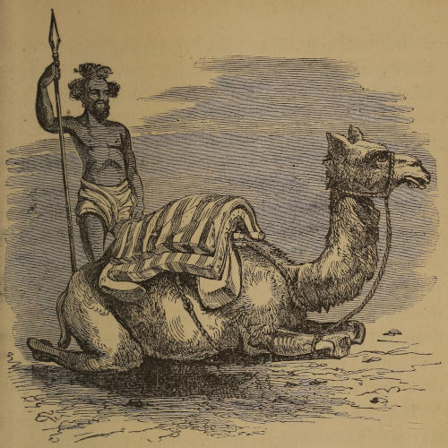 Original illustration of Abou-Sin, Bayard Taylor's dromedary