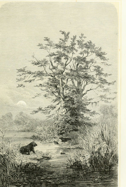 Tamarind trees on the Gazelle River – plate, Heuglin 1869 (public domain)