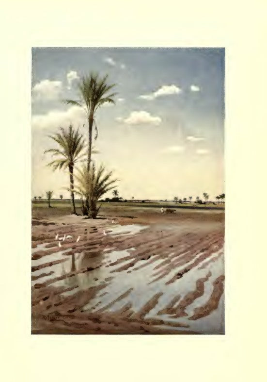 An Irrigated Field — R. Talbot Kelly / حقل مروي — ر. تالبوت كيلي