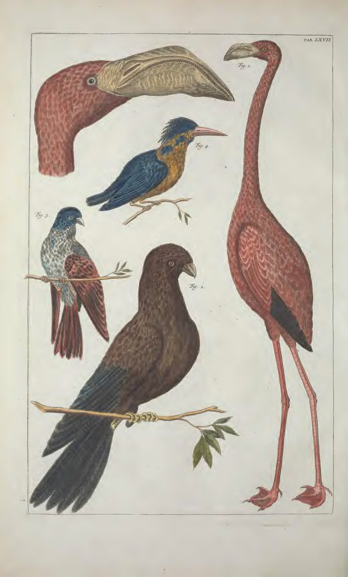 Cabinet of Natural Curiosities: Selected Plates from the Thesaurus by Albertus Seba