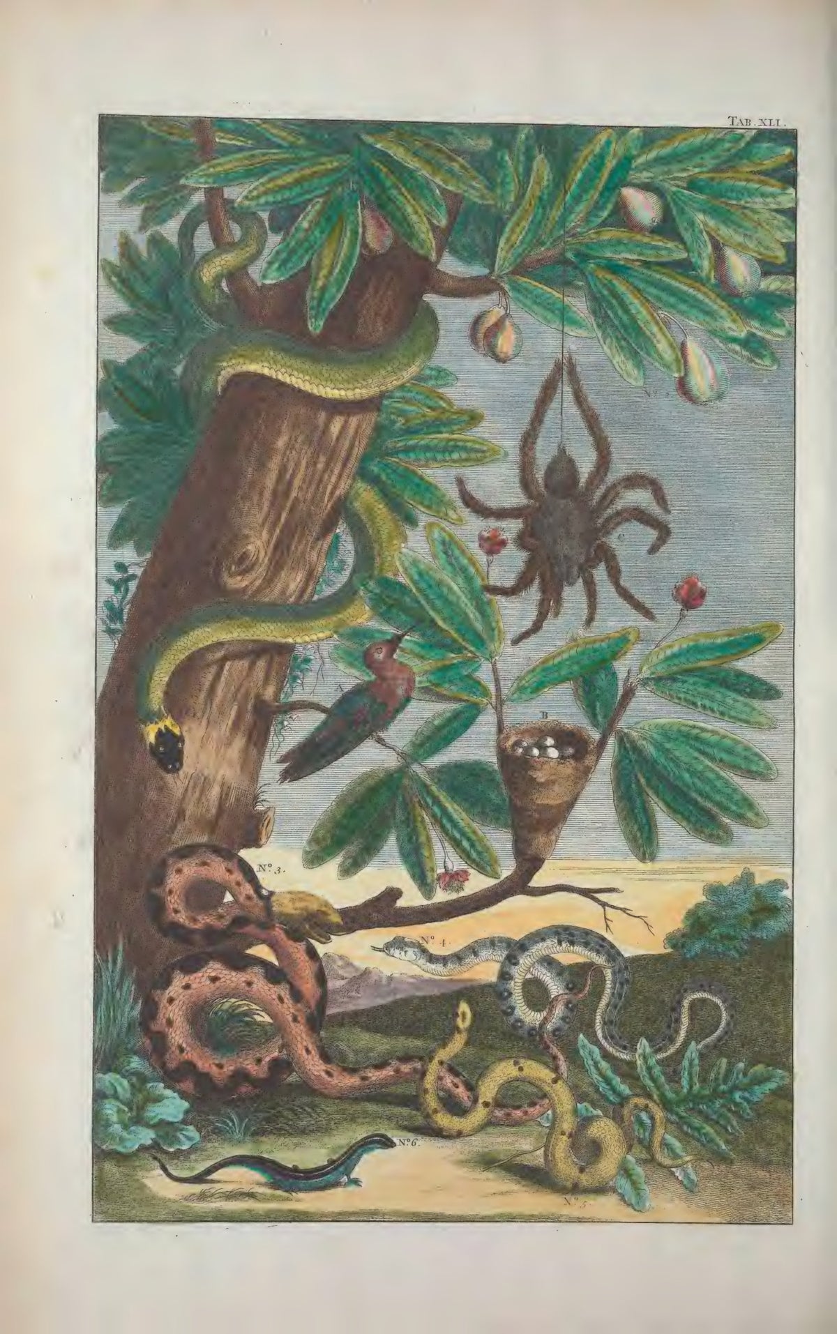 Cabinet of Natural Curiosities: Selected Plates from the Thesaurus by Albertus Seba