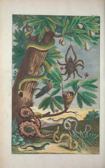 Cabinet of Natural Curiosities: Selected Plates from the Thesaurus by Albertus Seba