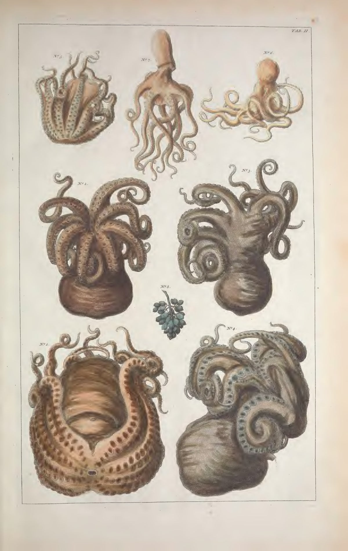Cabinet of Natural Curiosities: Selected Plates from the Thesaurus by Albertus Seba