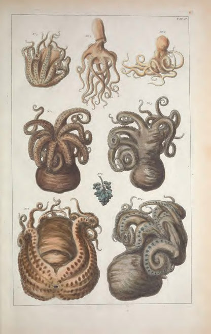 Cabinet of Natural Curiosities: Selected Plates from the Thesaurus by Albertus Seba