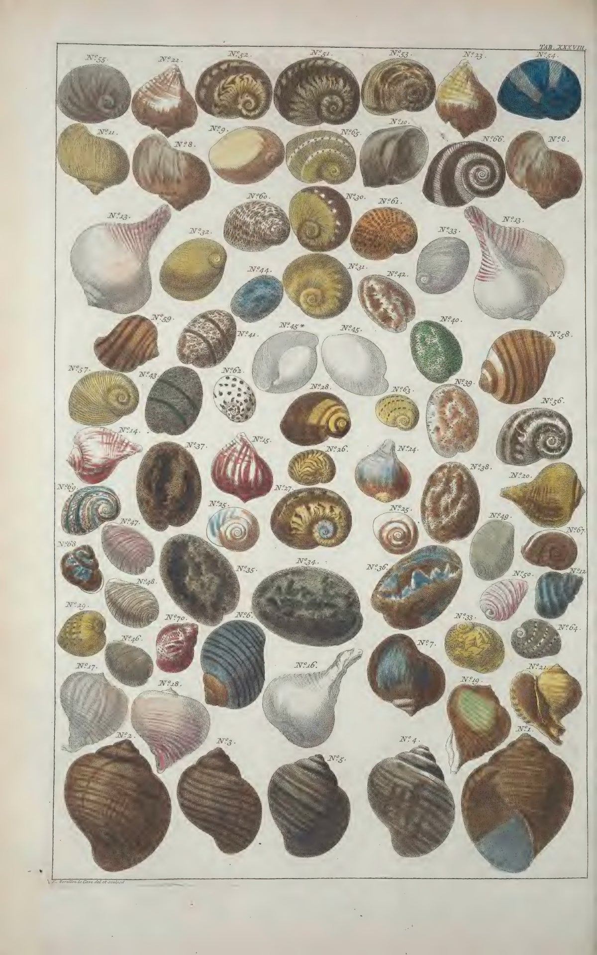Cabinet of Natural Curiosities: Selected Plates from the Thesaurus by Albertus Seba