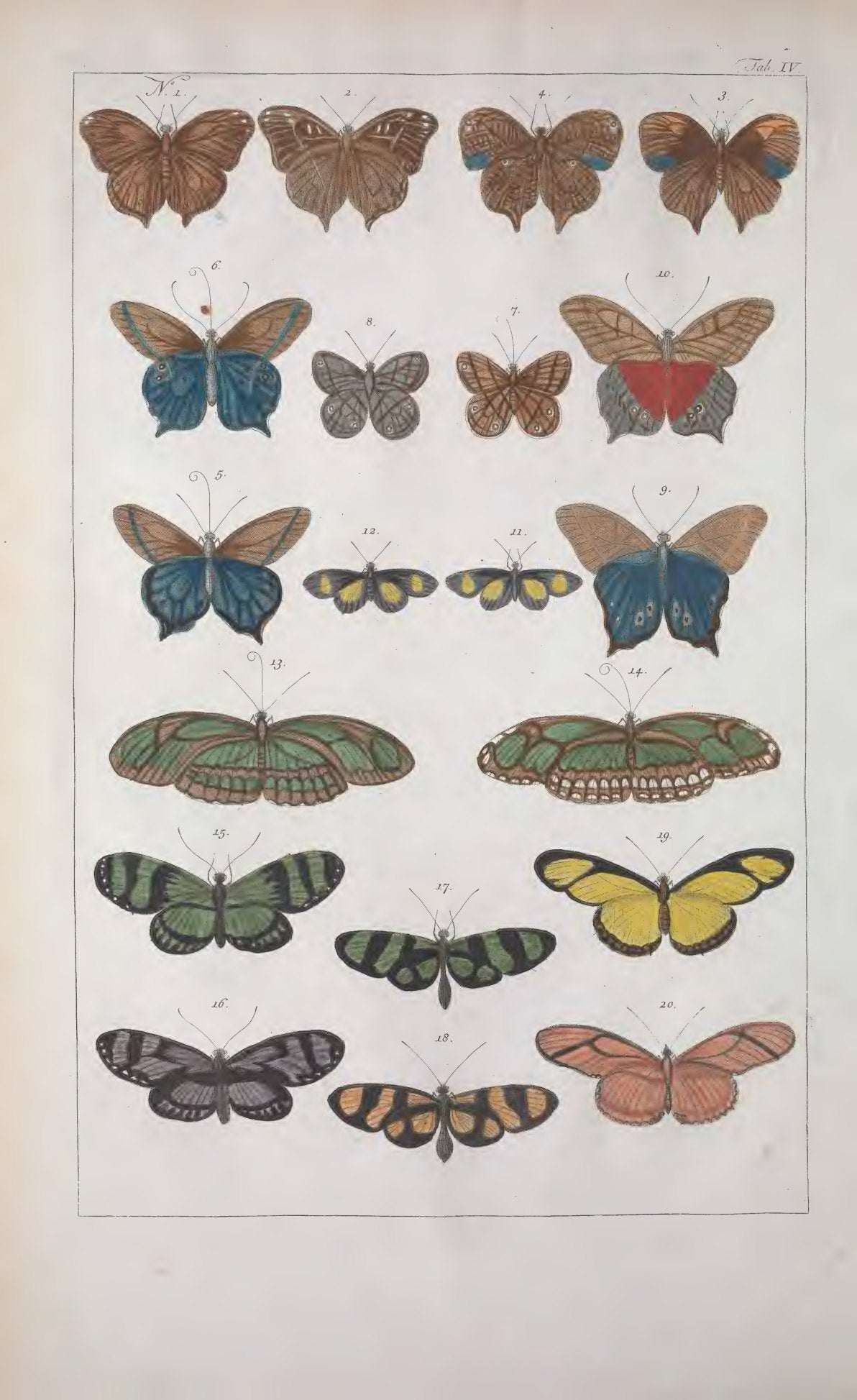 Cabinet of Natural Curiosities: Selected Plates from the Thesaurus by Albertus Seba