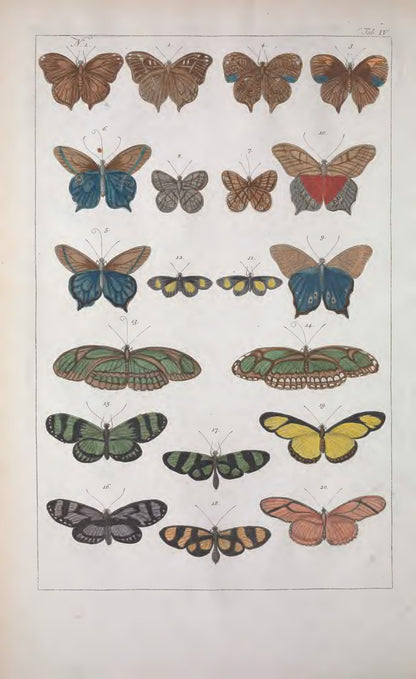 Cabinet of Natural Curiosities: Selected Plates from the Thesaurus by Albertus Seba