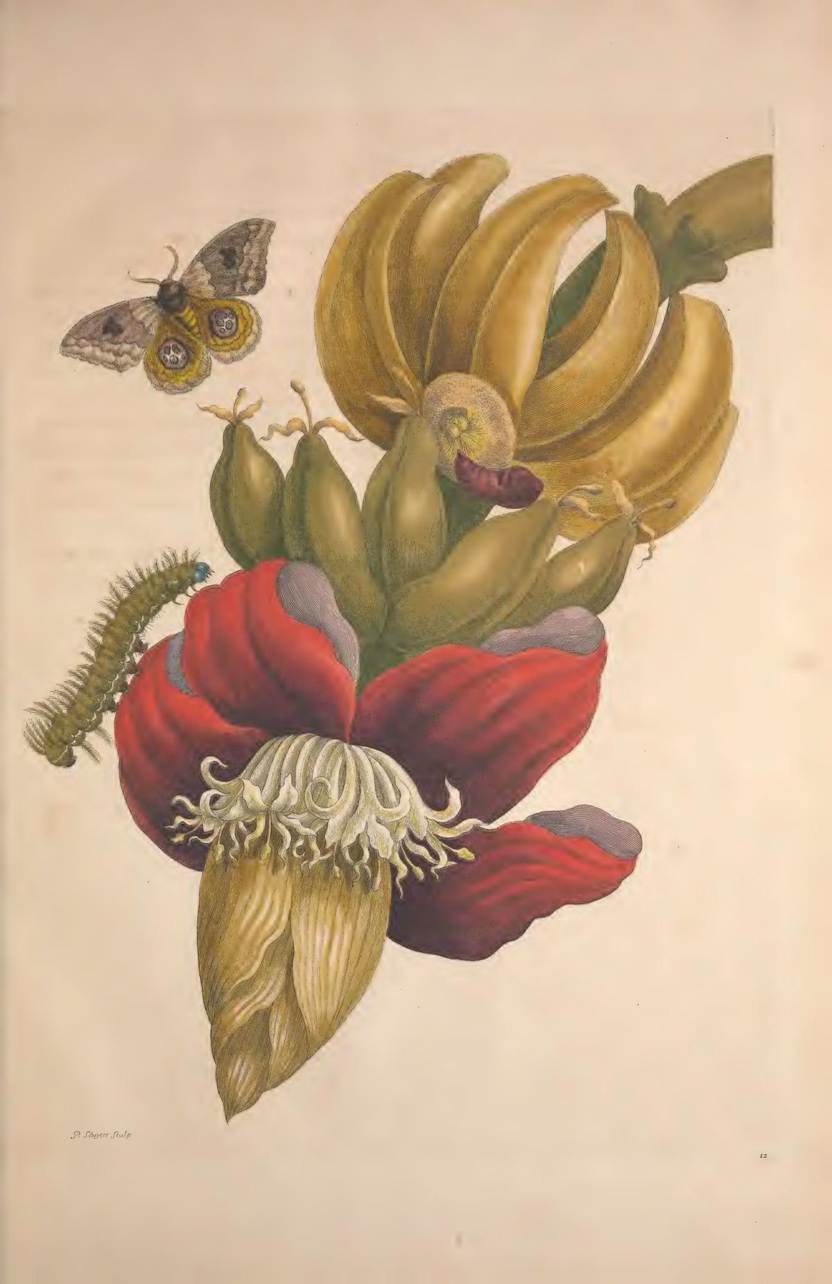 Metamorphosis Insectorum Surinamensium by Maria Sibylla Merian