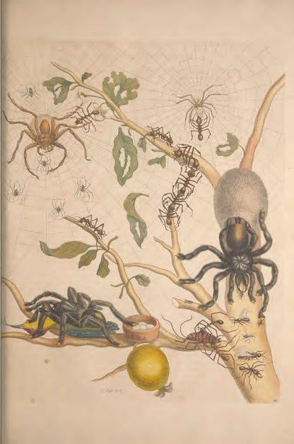 Metamorphosis Insectorum Surinamensium by Maria Sibylla Merian
