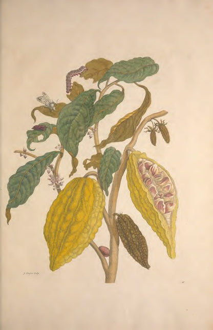 Metamorphosis Insectorum Surinamensium by Maria Sibylla Merian