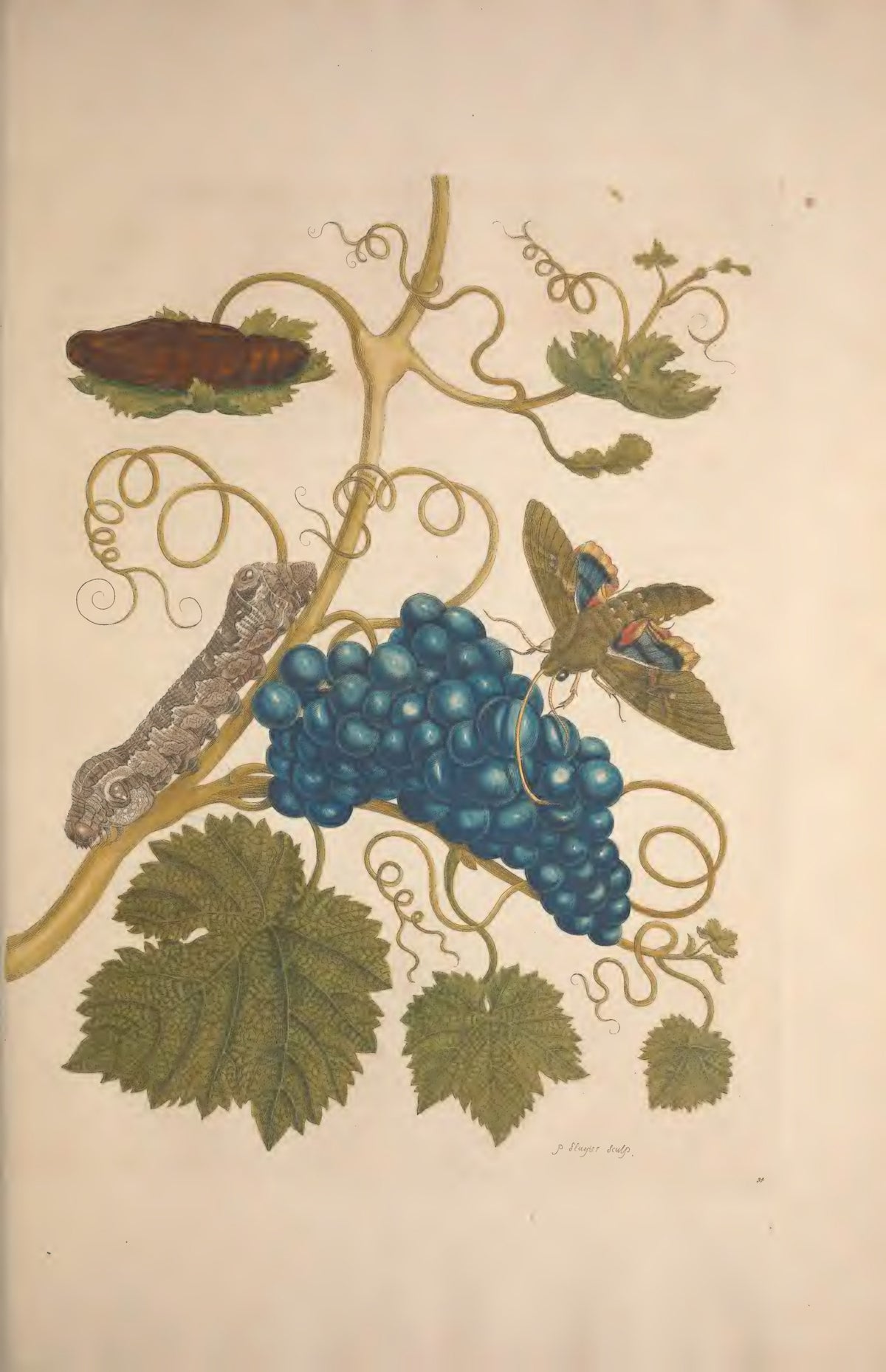 Metamorphosis Insectorum Surinamensium by Maria Sibylla Merian