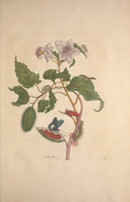Metamorphosis Insectorum Surinamensium by Maria Sibylla Merian