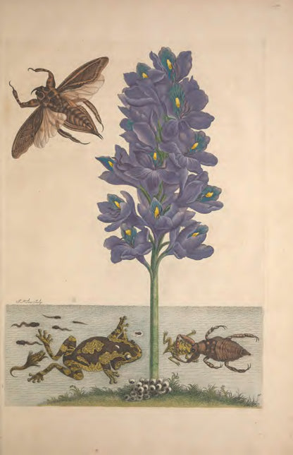 Metamorphosis Insectorum Surinamensium by Maria Sibylla Merian