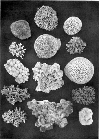 Original plate showing coral specimens from the Sudanese Red Sea