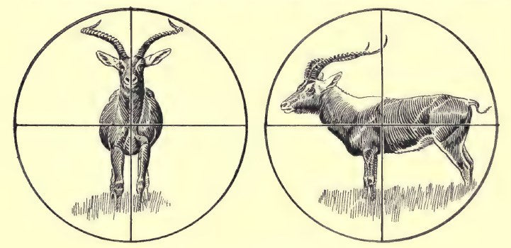 Original antelope field-view illustration from Savage Sudan