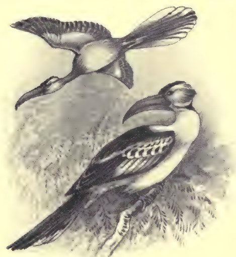 Original bird-life illustration from Savage Sudan