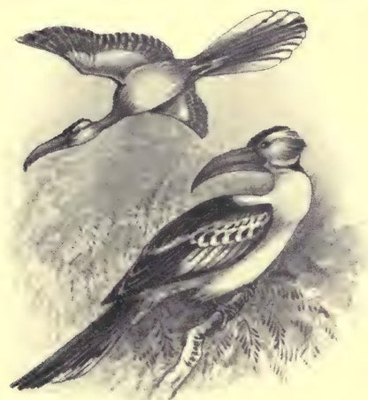 Original bird-life illustration from Savage Sudan