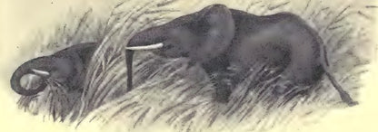 Original buffalo illustration from Savage Sudan