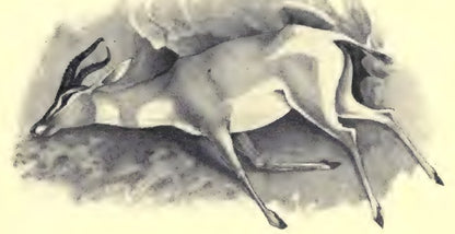 Original running-antelope illustration from Savage Sudan