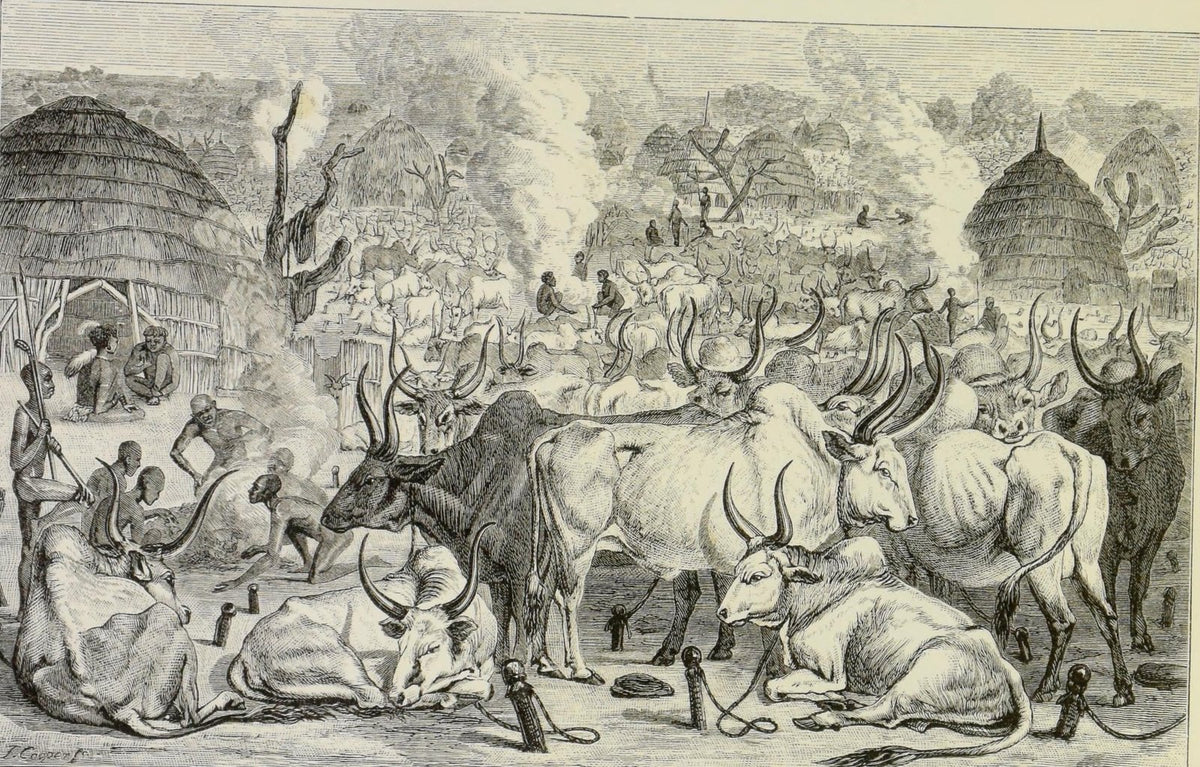 مراح ماشية عند الدينكا – رسم غيورغ شفاينفورت، «في قلب أفريقيا»، 1874 (ملك عام)
