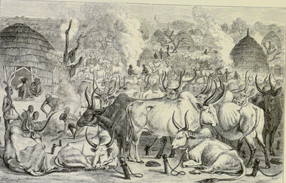 مراح ماشية عند الدينكا – رسم غيورغ شفاينفورت، «في قلب أفريقيا»، 1874 (ملك عام)