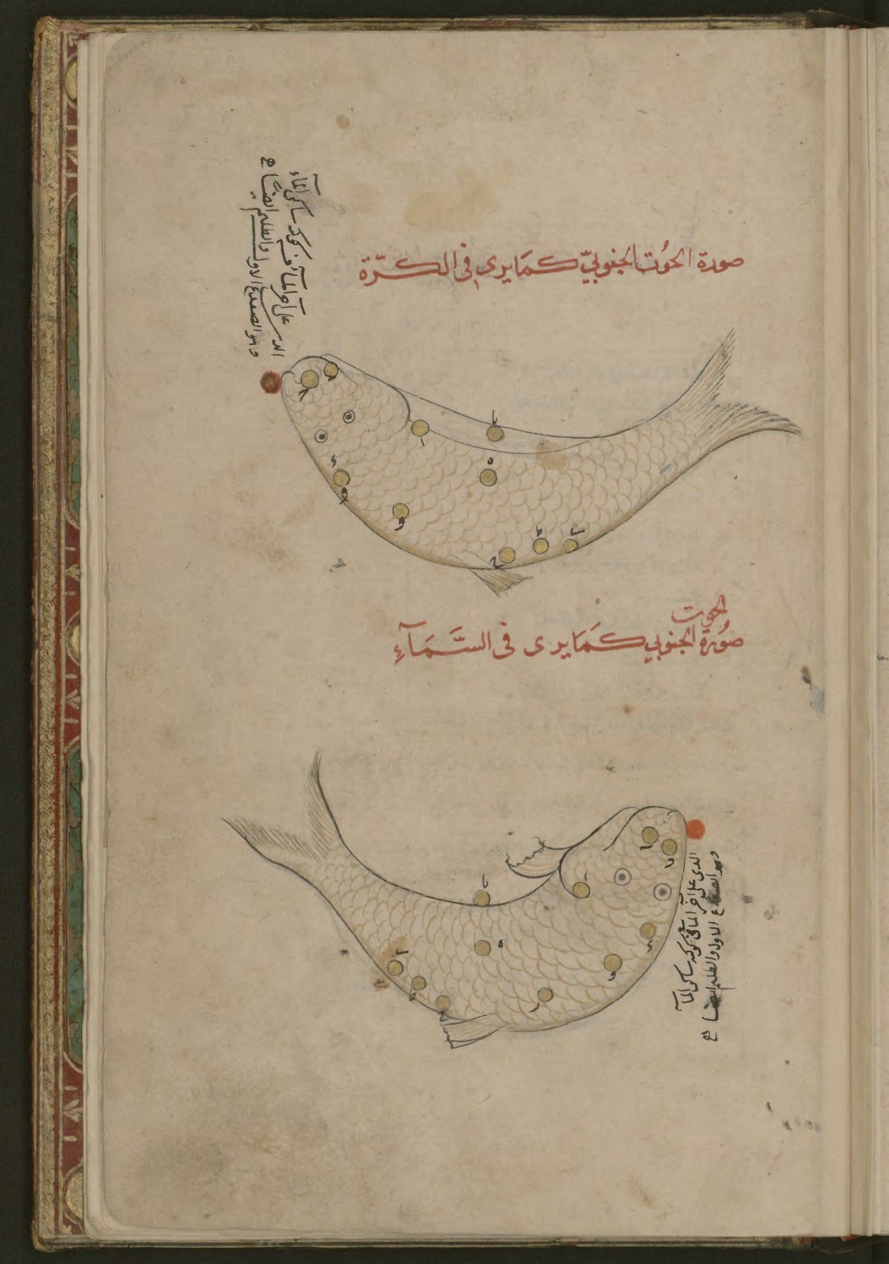 رسوم الحوت في مخطوطة صور الكواكب
