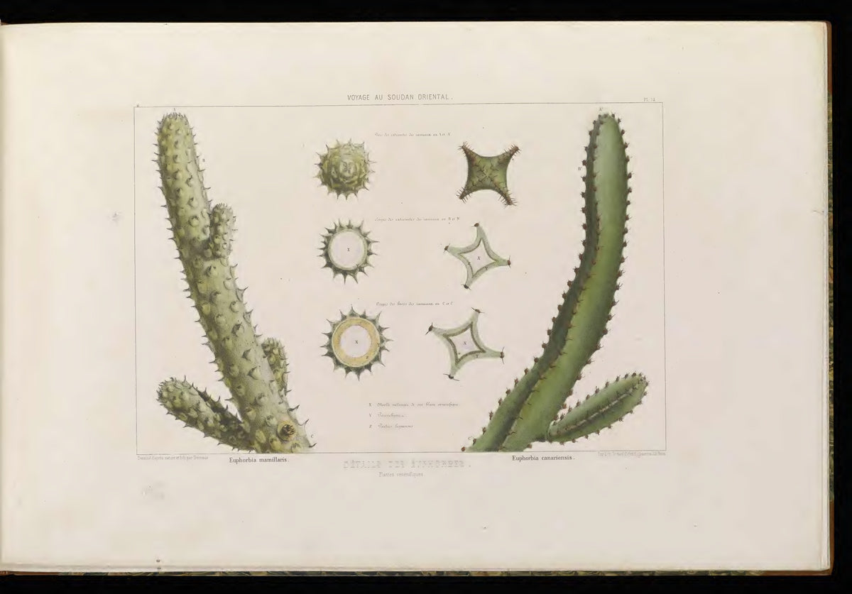 Details of the euphorbias — original atlas Plate 14