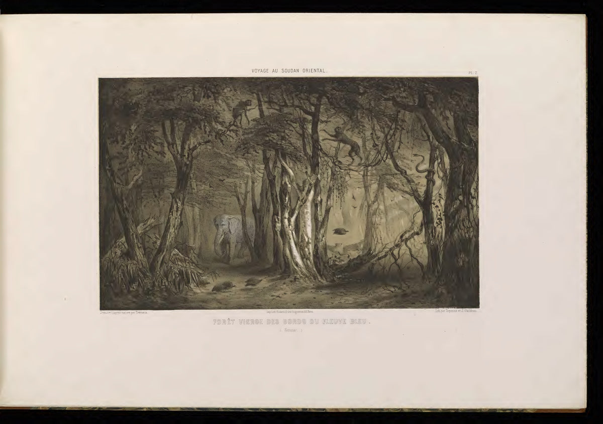 Forest beside the Blue Nile, Sennar — original atlas Plate 7