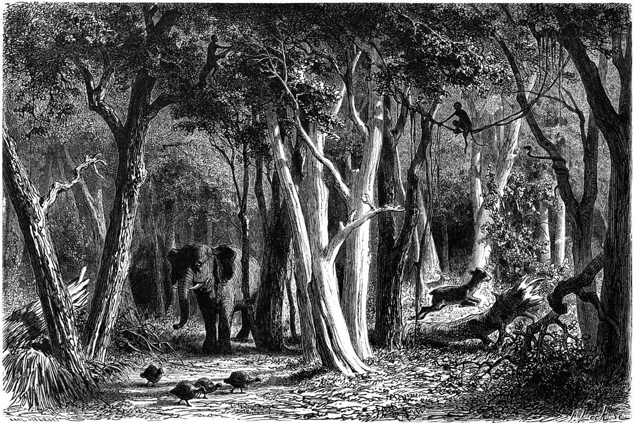 Forest on the banks of the Blue Nile, original 1866 engraving