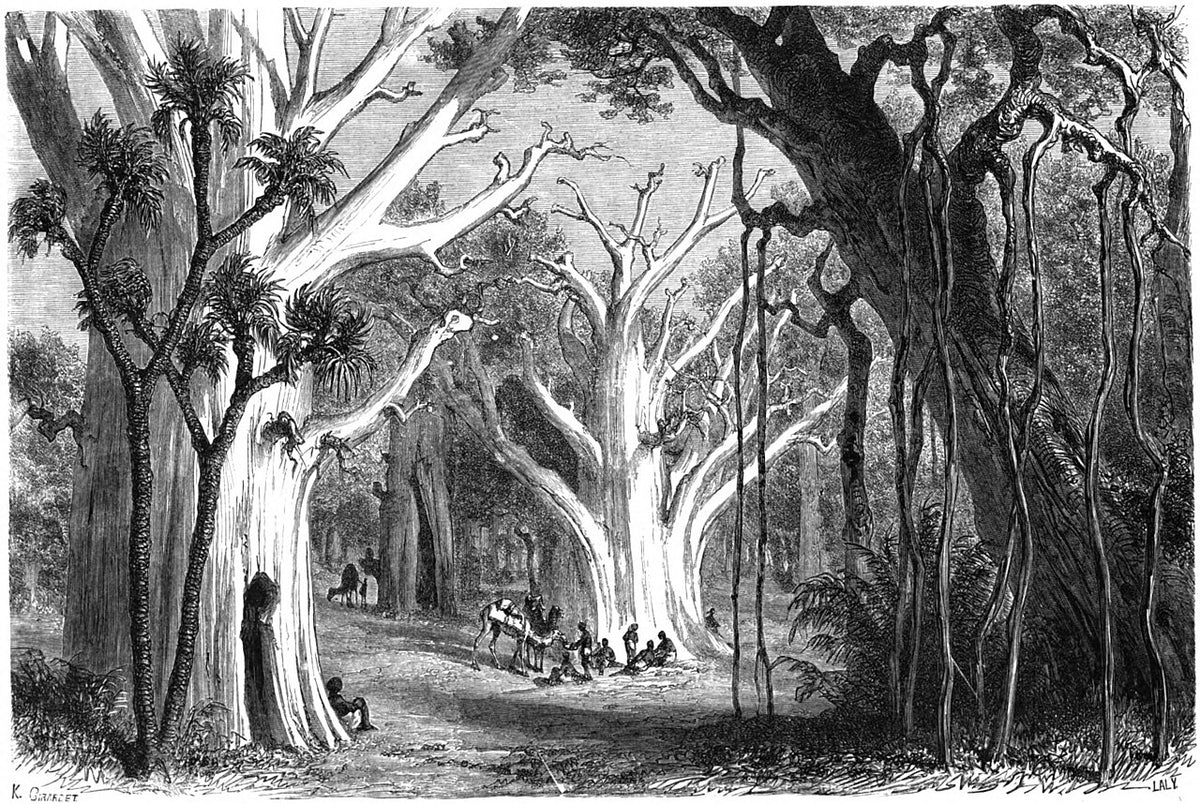 Great baobabs in the wild forest of Fazogli, original 1866 engraving