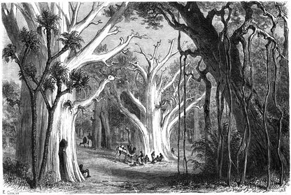 Great baobabs in the wild forest of Fazogli, original 1866 engraving